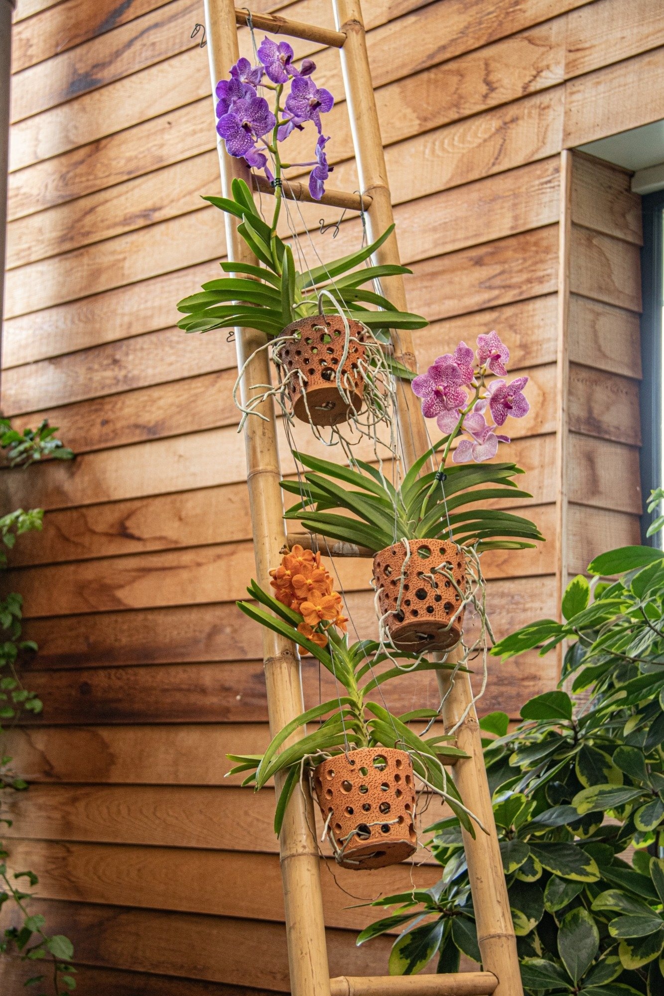 Vanda Botanica in Vaso pensile in terracotta - FloraStore