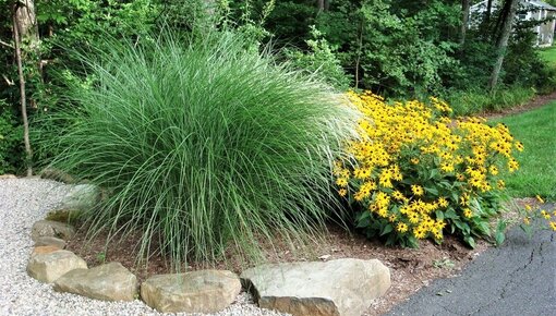 Ornamental grasses