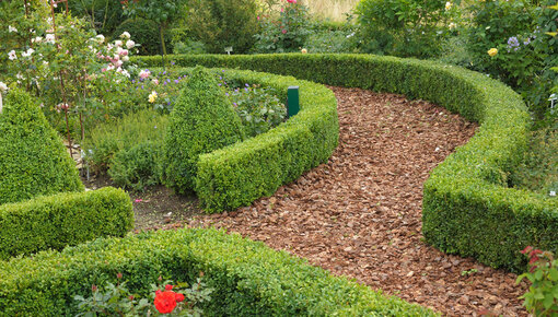 Hedge plants