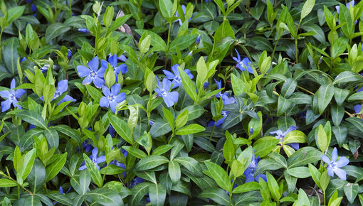 Plantas de jardín que cubren el suelo.