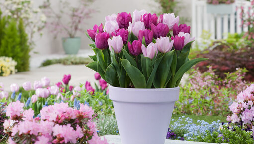 Crispa Tulpen Fancy Frills  Saatfix Blumenzwiebel Shop