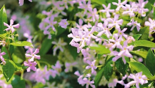 Climbing plants