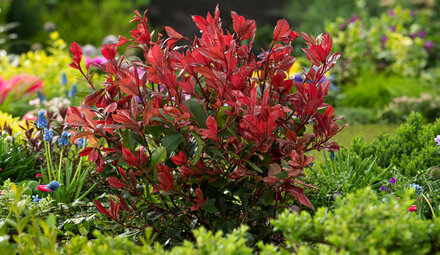 Garden plants