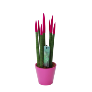 Sansevieria Cylindrica Velvet Touchz - Fuchsia