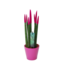 Sansevieria Cylindrica Sansevieria Cylindrica Velvet Touchz - Fucsia