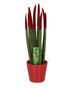 Sansevieria Cylindrica Velvet Touchz – Burgunderrot