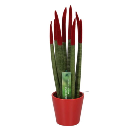 Sansevieria Cylindrica Velvet Touchz - Burgundy red - FloraStore