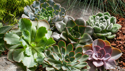 Plantes succulentes