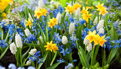 Mezclas de bulbos de flores