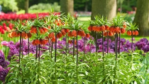 Fritillaria bulbs