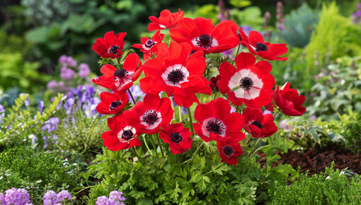 Bulbos de flores de anémona