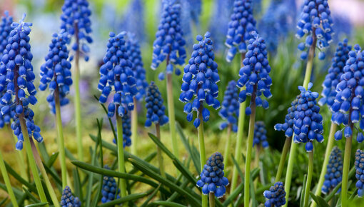 Muscari bulbs