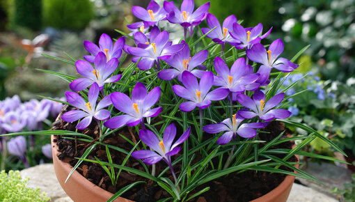 Bulbes de crocus