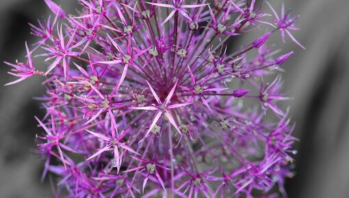 Allium flower bulbs