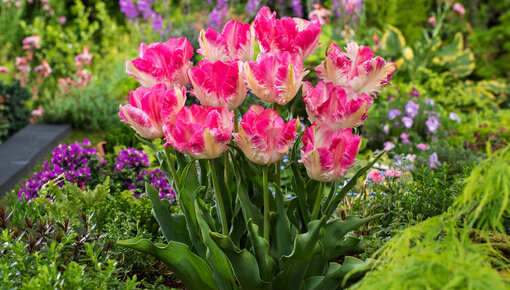 Lot de 50 bulbes de tulipes exclusifs en provenance des Hollandes - Au  moins 20 variétés différentes - Tulipe dure en hiver et pluri - Cdiscount  Jardin