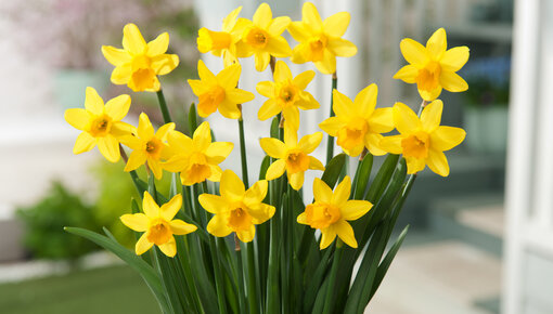 Daffodil bulbs