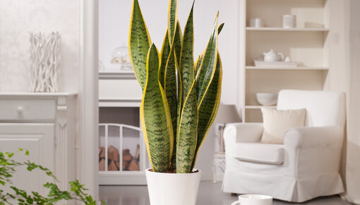 Sanseveria