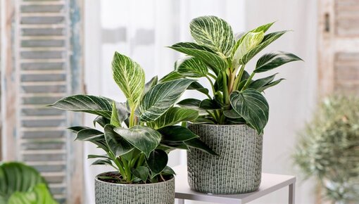 CŒUR EXOTIQUE - Philodendron White Wave - ami des arbres rayés