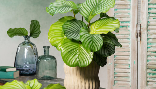 Calathea