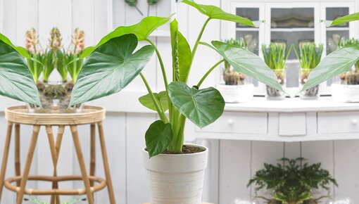 Alocasia