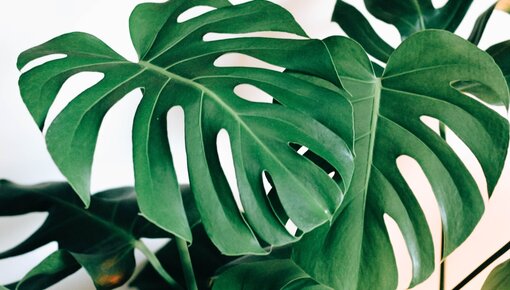 Monstera