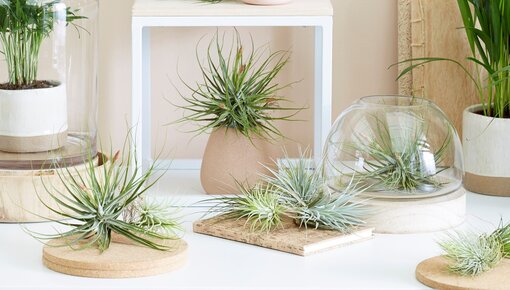 Tillandsia