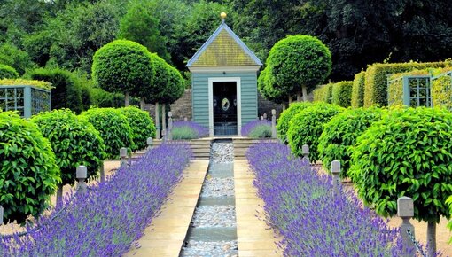 Lavanda