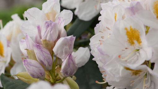 Rododendrons