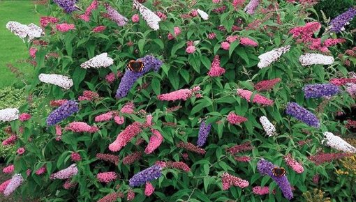 Arbustos de Buddleja