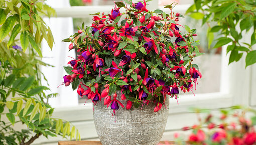 Fuchsias