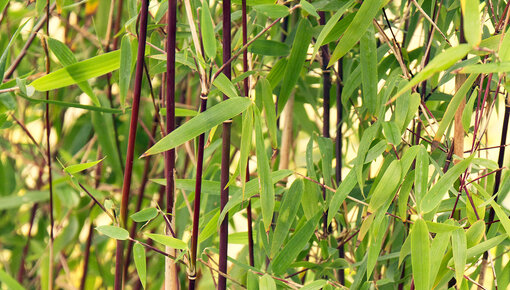 Bamboo shrubs