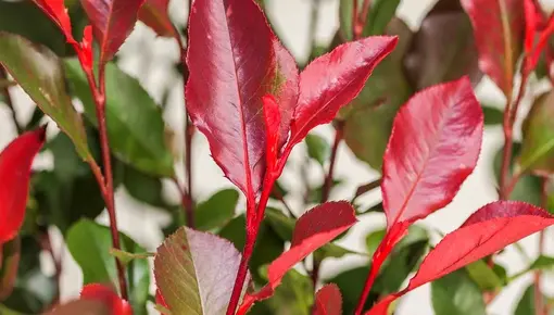 Photinia