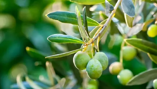 Olive trees