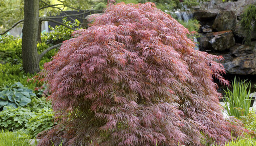 Japanese maples