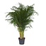 Areca Dypsis Areca Dypsis lutescens - Golden Palm - Ø31