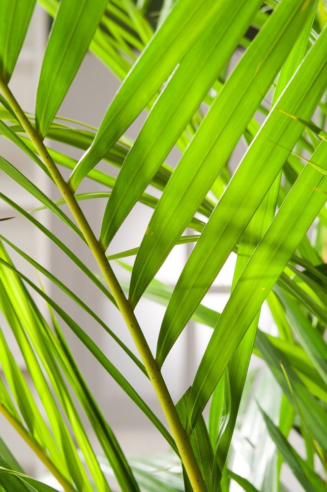 Areca Palme (palma da frutto oro) – L pianta d'appartamento, tropicale, piante  da interno, grandi e vere, dimensioni piante da 90 – 100 cm, pianta di  palma per stanza, ufficio : 