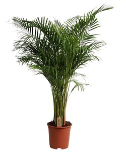 Areca Dypsis lutescens - Golden Palm - Ø31