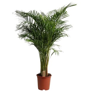 Areca Dypsis lutescens - Golden Palm - Ø31