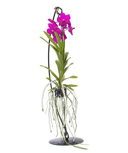 Vanda met standaard - Roze