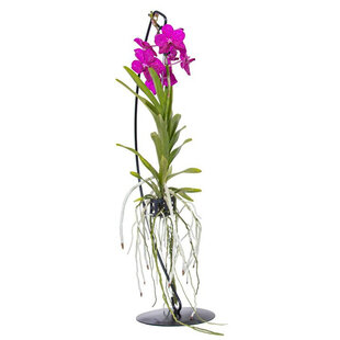 Vanda with standard - Pink