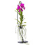 Vanda Vanda mit Standard - Pink