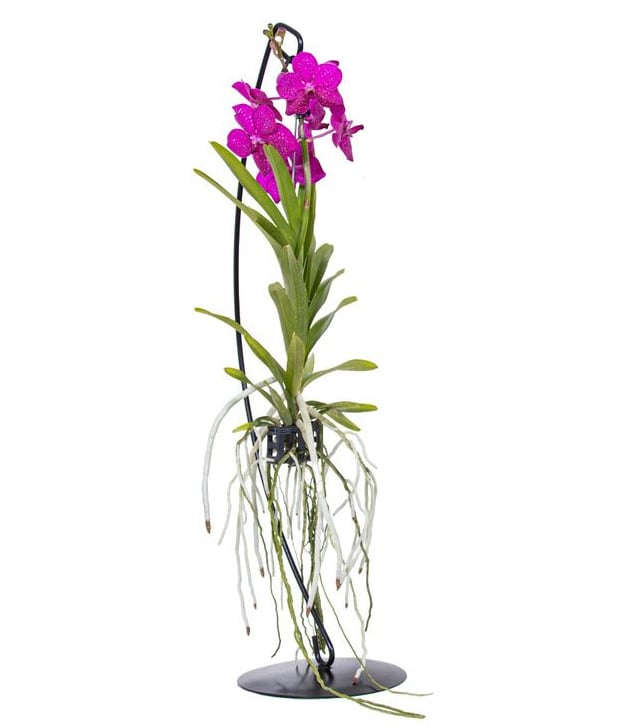 Vanda Botanica in Vaso pensile in terracotta - FloraStore