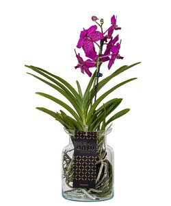 Vanda Bose vaas - 45cm - Kersen