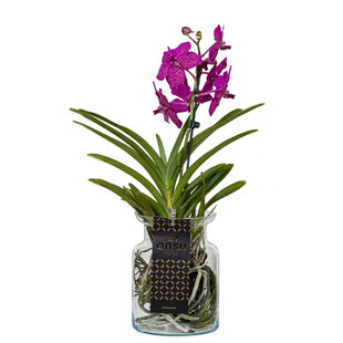 Vanda Bose vaas - 45cm - Kersen