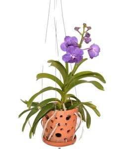 Vanda Botanica in terracotta hanging pot - Blue