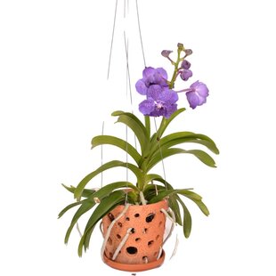 Vanda Botanica en pot suspendu en terre cuite - Bleu