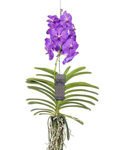 Orchidea Vanda - Lila - L