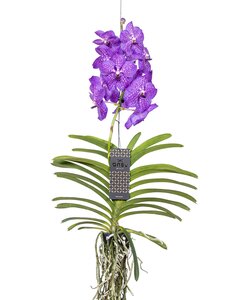 Orquídea Vanda - Lila - L
