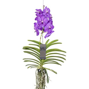 Orchidée Vanda - Lila - L