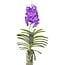 Vanda Vanda-Orchidee - Lila - L